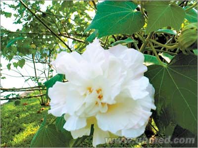 越橘提取物 蓝莓提取物